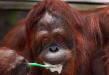 Đười ươi biết đánh răng