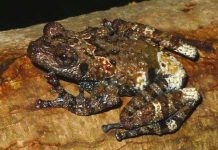 Phát hiện loài bò sát lưỡng cư quý hiếm ở Quảng Ngãi