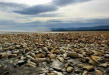 Ngao chết hàng loạt phủ kín bãi biển Chile