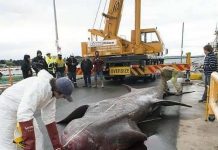 Australia bắt được cá mập khổng lồ hiếm sau hơn 80 năm