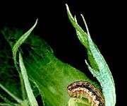 Dũng sĩ trừ sâu - Khuẩn Thuring (Bacillus thuringiensis)