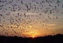 Âm thanh không chỉ nhằm xác định vị trí