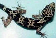 Phát hiện loài thạch sùng mới duy nhất có trên thế giới