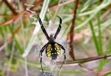 Nhện cũng chuộng “trinh nữ”