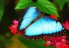 Điểm những sự thật khó tin về loài bướm xanh