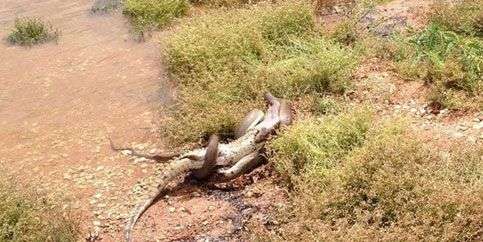 Trăn nuốt chửng cá sấu sau trận quyết đấu