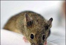 Chuột bay lượn trong không trung