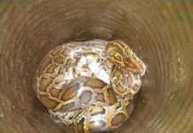 Bắt được trăn gấm "nuốt sống dê"