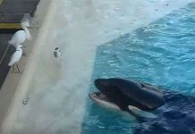 Cá voi tinh quái dùng mẹo bẫy chim