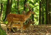 Sự gia tăng số lượng hươu, nai đe dọa tương lai của rừng