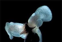 Nồng độ axit tại biển Alaska tăng cao Nồng độ axit tại biển Alaska tăng cao