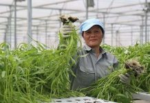 Làm nông nhàn hơn nhờ công nghệ nhà kính