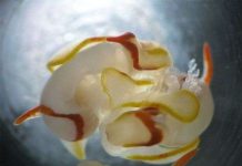 Cận cảnh giao phối của sên biển có 2 "của quý"