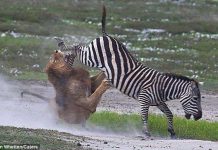 Ngựa vằn tung cước vào mặt sư tử đói