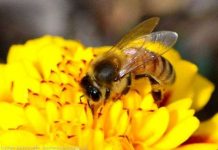 Ong có thể phát hiện và phân biệt các tín hiệu điện từ các bông hoa