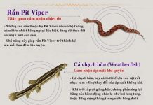 Giác quan thứ 6 trong thế giới động vật Giác quan thứ 6 trong thế giới động vật