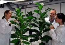 Cây biến đổi gene phát triển không ngừng