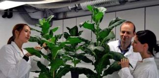 Cây biến đổi gene phát triển không ngừng