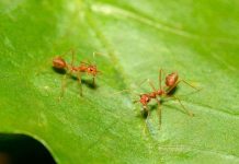 Anh: Phát hiện ra loài kiến có khả năng gây cháy nhà