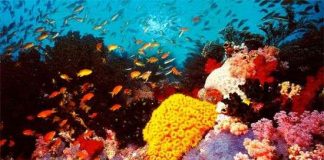 Rạn san hô lớn nhất thế giới xuống cấp nghiêm trọng