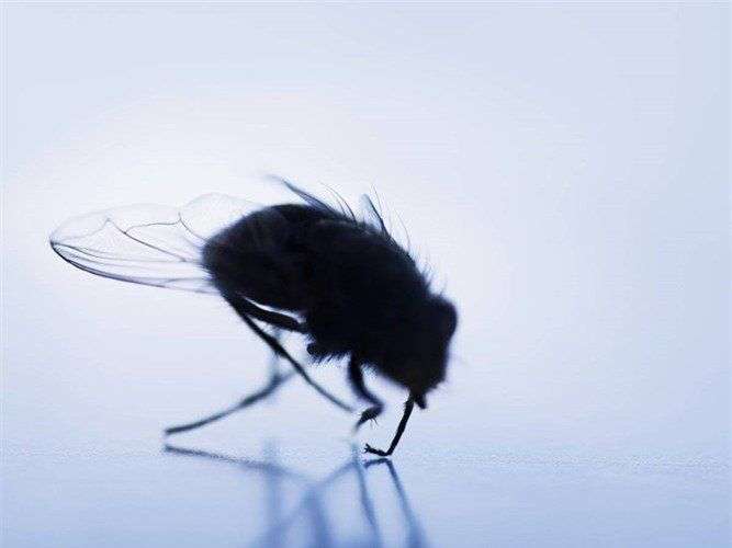 Loài ruồi đáng ghét và nguy hiểm hơn bạn tưởng rất nhiều