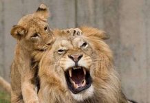 Động vật có linh cảm trước về trận động đất