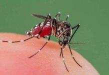 Cảnh báo về sự xuất hiện ký sinh trùng sốt rét kháng thuốc