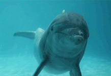 5 sự thật "kỳ cục" sẽ thay đổi cách nhìn nhận của bạn về thế giới động vật