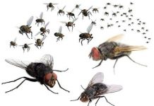 10 cách đơn giản để đuổi ruồi ra khỏi nhà