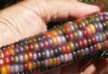 Cách tạo ra ngô có màu sắc như cầu vồng Cách tạo ra ngô có màu sắc như cầu vồng