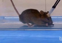 Sốc với nghiên cứu biến chuột thành "sát thủ máu lạnh"