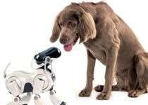 Những điều thú vị về robot (phần cuối)