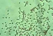 Vi khuẩn sinh sôi nhờ thuốc kháng sinh