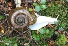 10 loài sinh vật bạch tạng hiếm