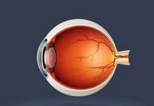 Ghép thành công tế bào võng mạc từ iPS trên khỉ