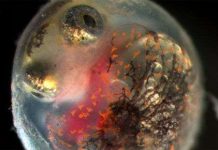 Vụ tràn dầu Deepwater Horizon gây khuyết tật cho cá