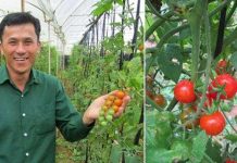 Cà chua "siêu ngọt"