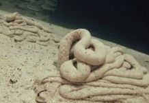 Thủ phạm sau những đụn cát đùn lên như rắn dưới đáy biển Thủ phạm sau những đụn cát đùn lên như rắn dưới đáy biển