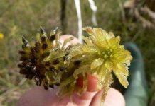 Phát triển công nghệ sản xuất sản phẩm vệ sinh từ rêu than bùn