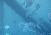 Giải mã tài ngụy trang của loài cá