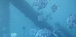 Giải mã tài ngụy trang của loài cá