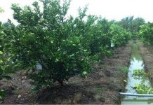 Phát triển thành công giống cam sành không hạt Phát triển thành công giống cam sành không hạt