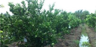 Phát triển thành công giống cam sành không hạt