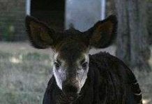 1/3 động vật có vú tuyệt chủng được tái phát hiện