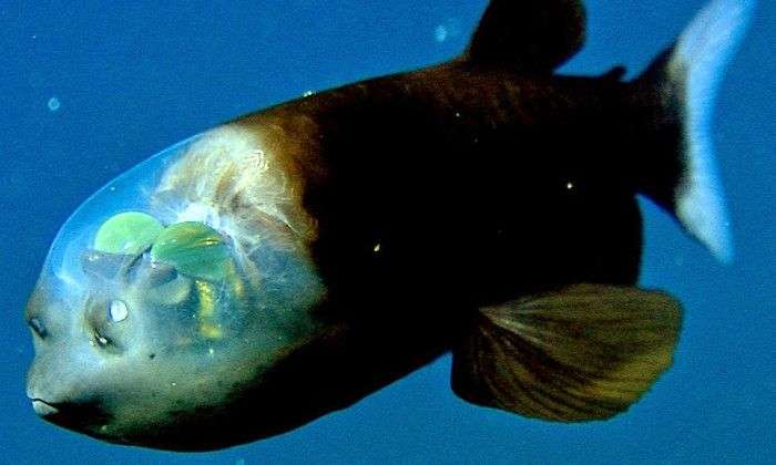 Chiêm ngưỡng 4 loài cá đặc biệt nhất thế giới
