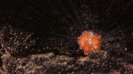 Phát hiện nhiều sinh vật mới ở vùng biển Indonesia
