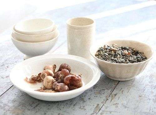 Cách trồng hoa thủy tiên đón Tết cho năm mới an lành