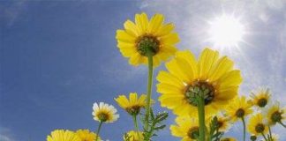 “Lá nhân tạo” sản xuất điện năng