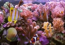 Các dải san hô có nguy cơ biến mất vào năm 2050