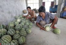 Dưa hấu Trung Quốc nảy như bóng cao su khi ném